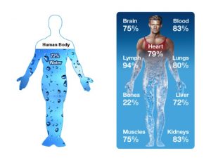 body water