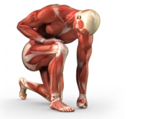 muscle man