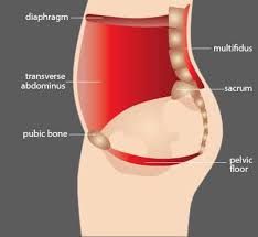 pelvic floor